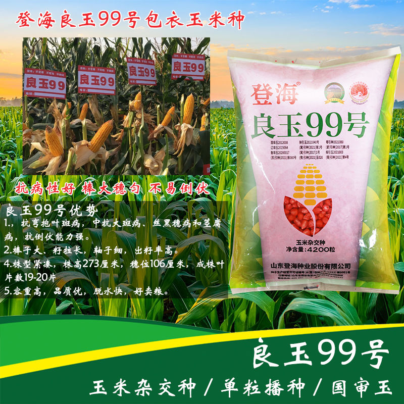 登海良玉99 国审玉米种 高产硬质粒脱水快不秃尖优质高产玉米杂交种子4200粒