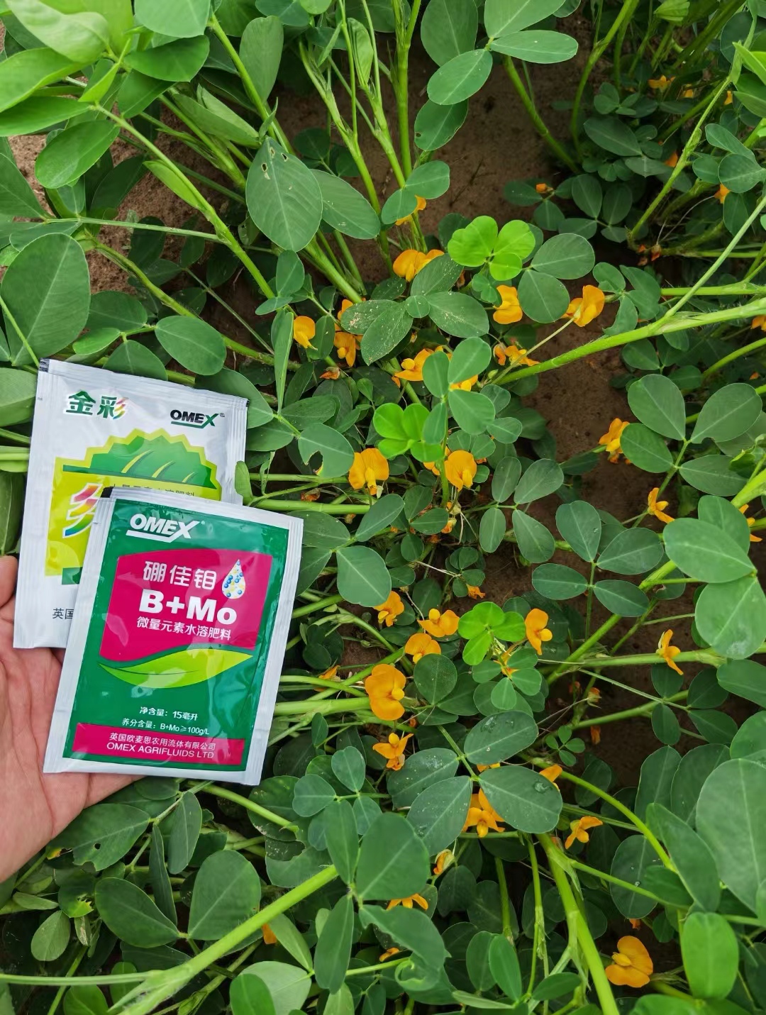 英国欧麦思硼佳钼微量元素水溶肥保花保果促花增根瘤菌避免花而不实